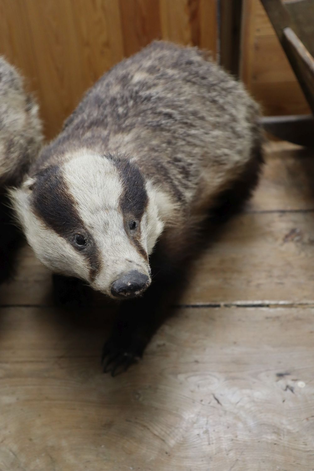 Four taxidermic badgers, largest 70cm